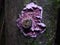 Purple Lichen on tree in woods