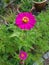 Purple light colour flower on blurred background