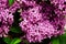 Purple lilac in bloom. Blossoming Syringa vulgaris branch in park. Floral spring background. Closeup