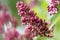 Purple lilac blooms in the garden macro