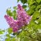 Purple lilac blossom blooming in spring