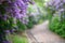 Purple lilac blossoms blooming in springtime