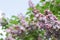 Purple lilac branches over blurry sky for bee-attracting garden