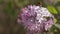 purple lilac bush flover closeup