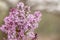 Purple lilac flower background. Liliac tree wallpaper