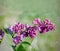 Purple lilac flower close-up over canvas background