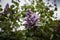 Purple lilac flowering branch in spring