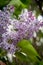 Purple Lilac Flowers