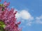 Purple lilac flowers against a blue sky with clouds on a sunny day. View with a place on the inscription. Greeting card with sprin