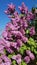 Purple lilac flowers of luxuriant bush with blue sky background. Bright lilac blossoms bunch in spring blooming season. Beauty