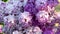Purple lilac flowers macro background
