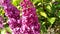 Purple lilac flowers sway in the wind against a background of green leaves. Blooming branches of lilac bush in spring.