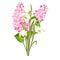 Purple Lilac flowers of syringa and white galanthus. Botanical illustration for spring bouquet. Spring time concept card