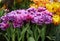 purple, lilac, pink fluffy flowering tulips Mascotte in Botanical Garden of Moscow University `Pharmacy Garden` or `Aptekarskyi og