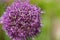 Purple or lilac round flower, closeup.