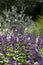 Purple lilac sage Salvia verticillata -  Purple Rain - a beautiful ornamental plant in the naturalistic native border in the