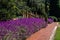 Purple lilac Salvia flowers mass planting in garden with paved pathway, stairway, trees