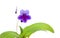 Purple-lilac Streptocarpus