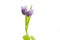 Purple Lilac Twin Tulip