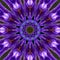 Purple lilas star mandala