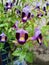 Purple lilas yellow flowers in garden