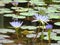 Purple lilies on the pond water green leaves