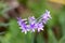 Purple lilies in a tropical flower garden