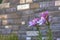 Purple Lilium Stargazer with blurred brick