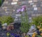 Purple Lilium Stargazer with brick in background