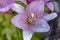 Purple Lilium Stargazer Close up on single flower