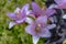 Purple Lilium Stargazer close up on three flowers