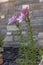 Purple Lilium Stargazer vertical photo with brick