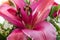 Purple Lilly extreme close-up in a flower bouquet