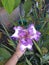 Purple lilly me beauty