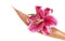 Purple lily flower set on a dried coco leaf, isola