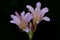 Purple lily flowers closeup.