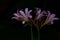 Purple lily flowers isolated on a black background.
