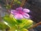 Purple   little flower plant beautiful plant