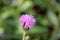 Purple little iron weed flower