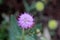 Purple little iron weed flower
