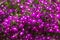 Purple lobelia