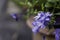 Purple Lobelia in the flowerpot and blur background.