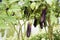 Purple long eggplant or Solanum melongena platn in garden