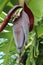 Purple long oval inflorescence-bud of a banana