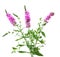 Purple Loosestrife