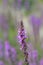 Purple loosestrife