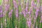 Purple loosestrife