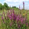 Purple loosestrife