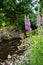 Purple Loosestrife