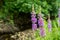 Purple Loosestrife